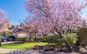 Apply for free tree planting in your front yard!