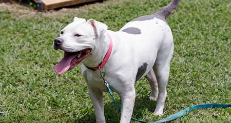 Shelter Pets Rock!<br>October 19<br>11:00am – 4:00pm