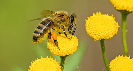 Participate in the Great Southeast Pollinator Census!