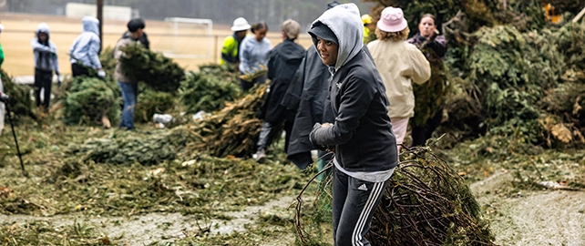 Recycle your live Christmas Tree